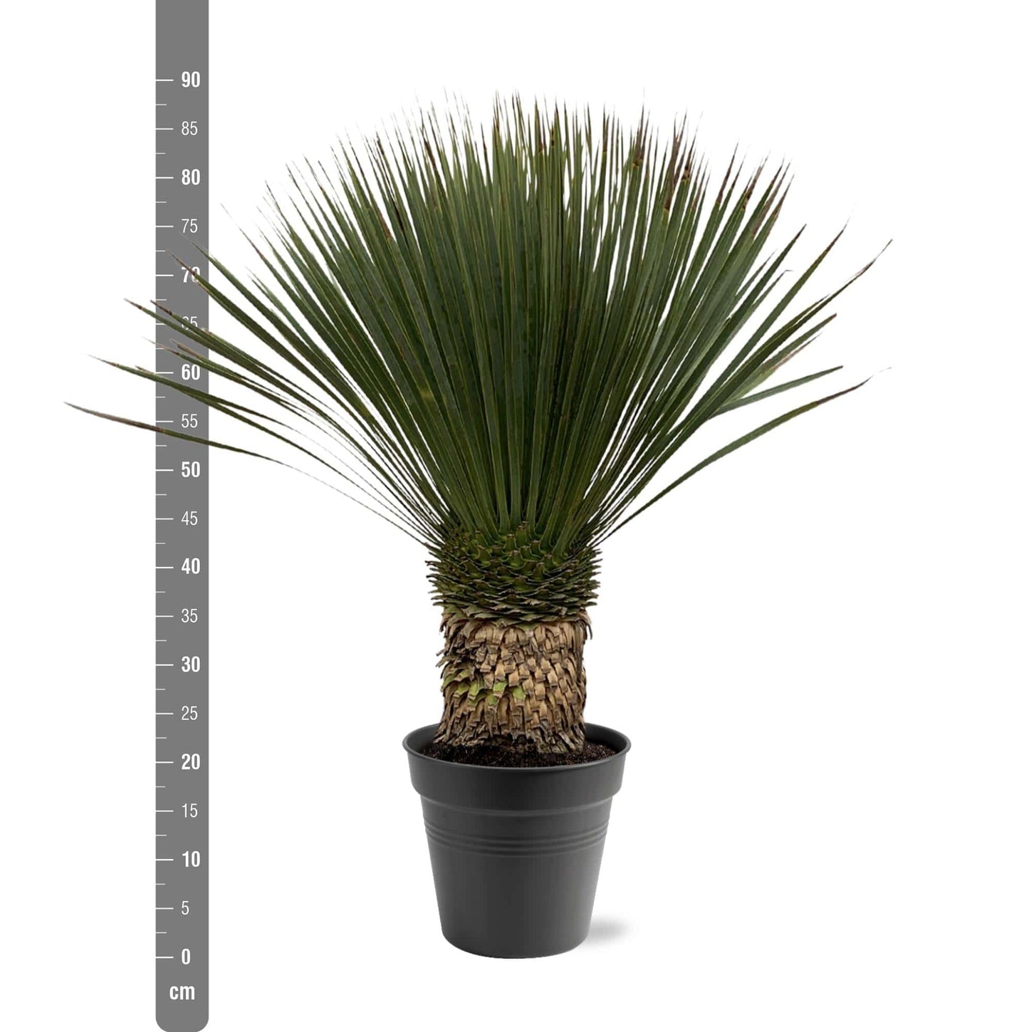 Yucca Rostrata – 80–100cm – Ø38 - Botanic-Vibes