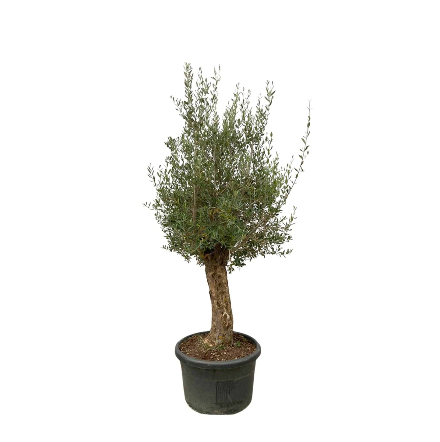 Olea europaea Bonsai – 250 cm – Ø65 - Botanic-Vibes