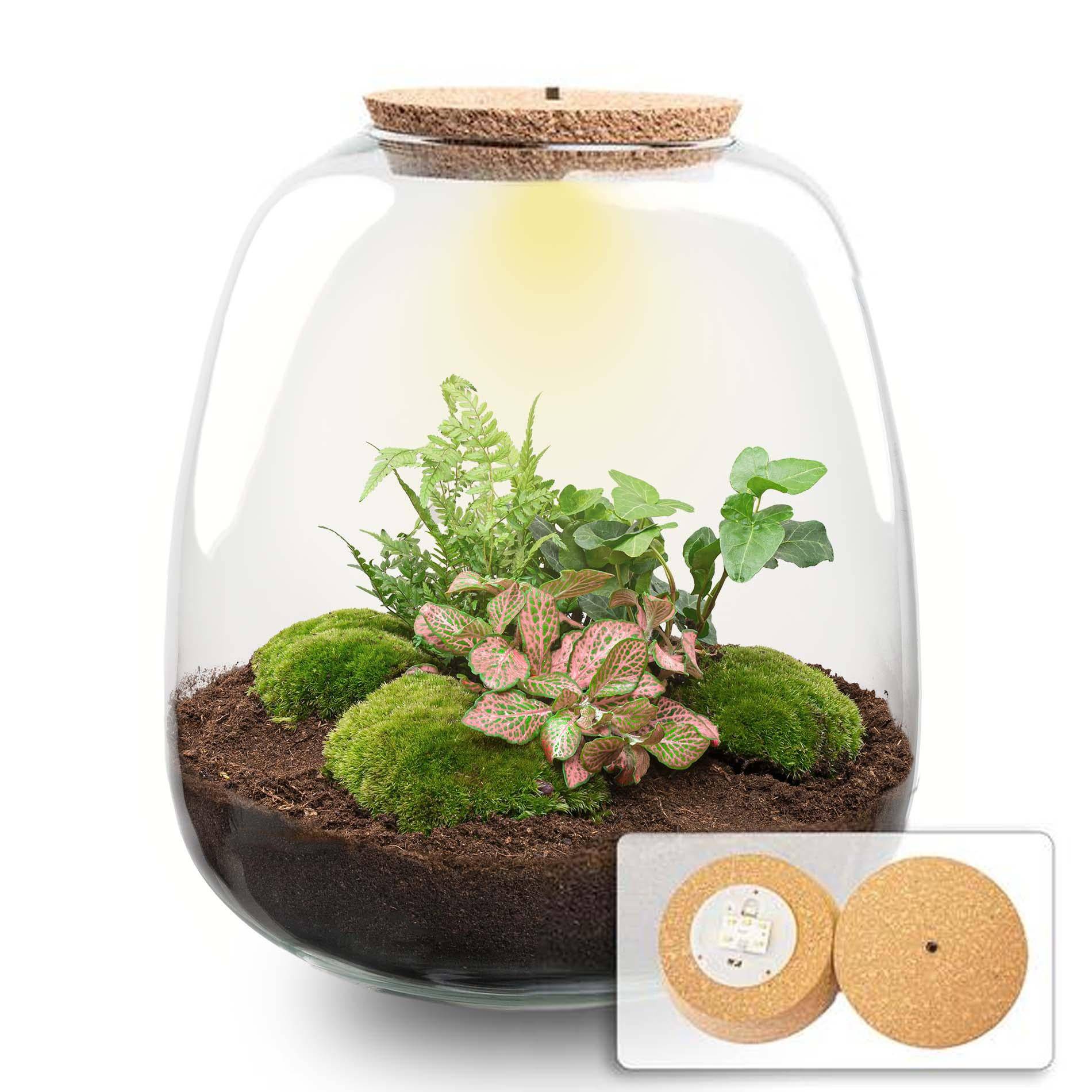 Pflanzterrarium „Emma“ – DIY-Set – 25 cm – Ø23 cm – Hedera Pink + LED - Botanic-Vibes
