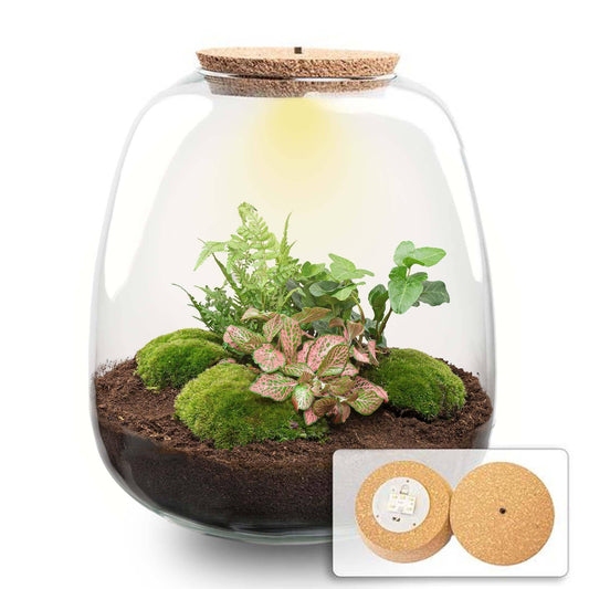 Pflanzterrarium „Emma“ – DIY-Set – 25 cm – Ø23 cm – Hedera Pink + LED - Botanic-Vibes