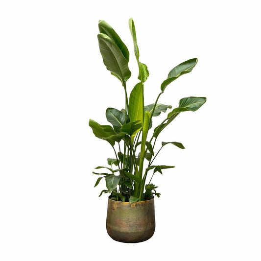 Strelitzia nicolai de luxe XXL – 250cm – Ø40 - Botanic-Vibes