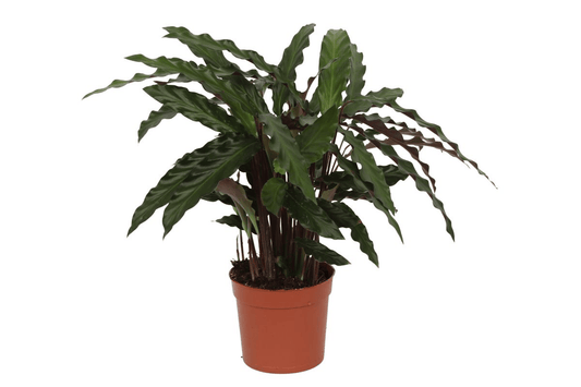 Calathea Elgergrass – 35 cm – ø12 - Botanic-Vibes