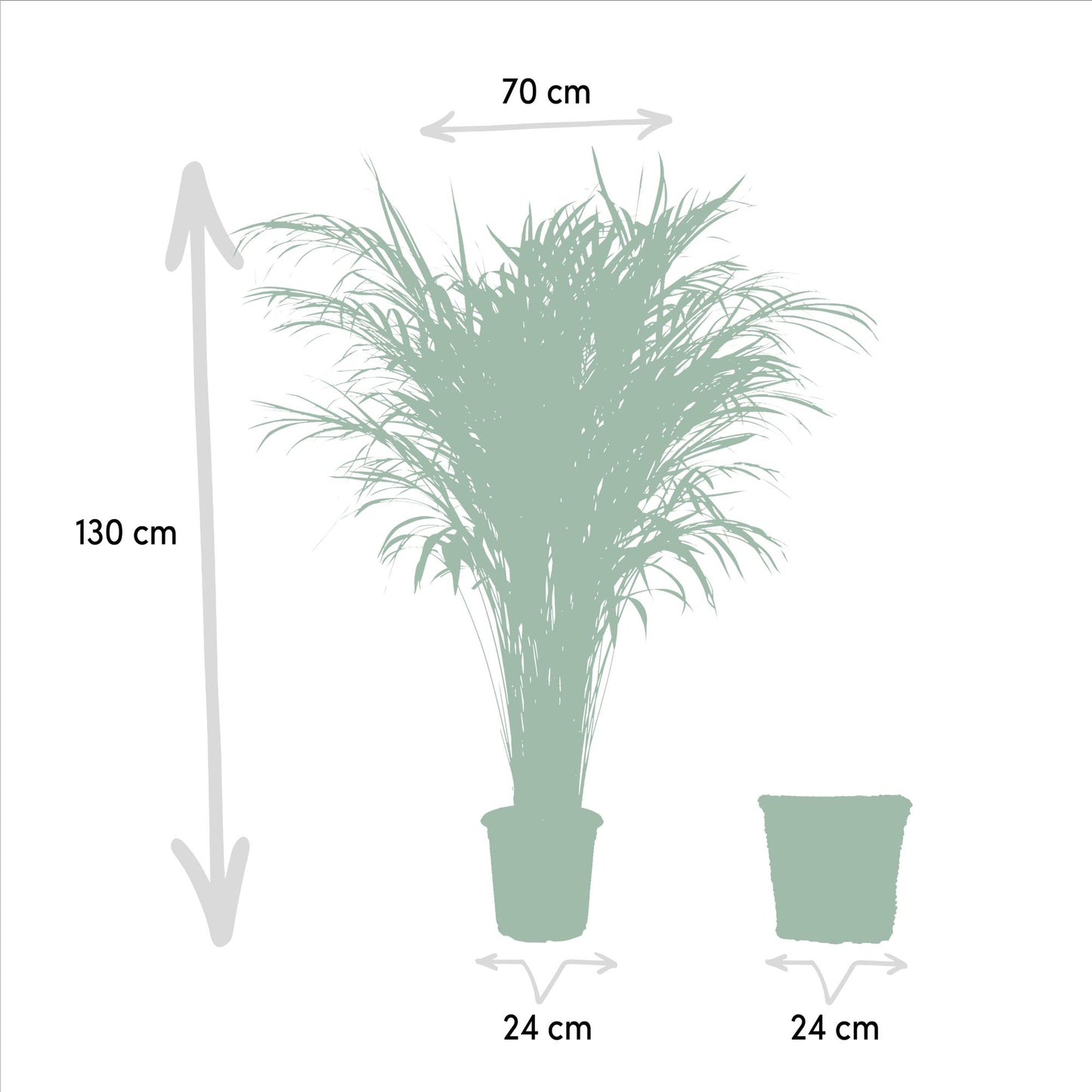 Areca mit Korb – 130 cm – Ø24