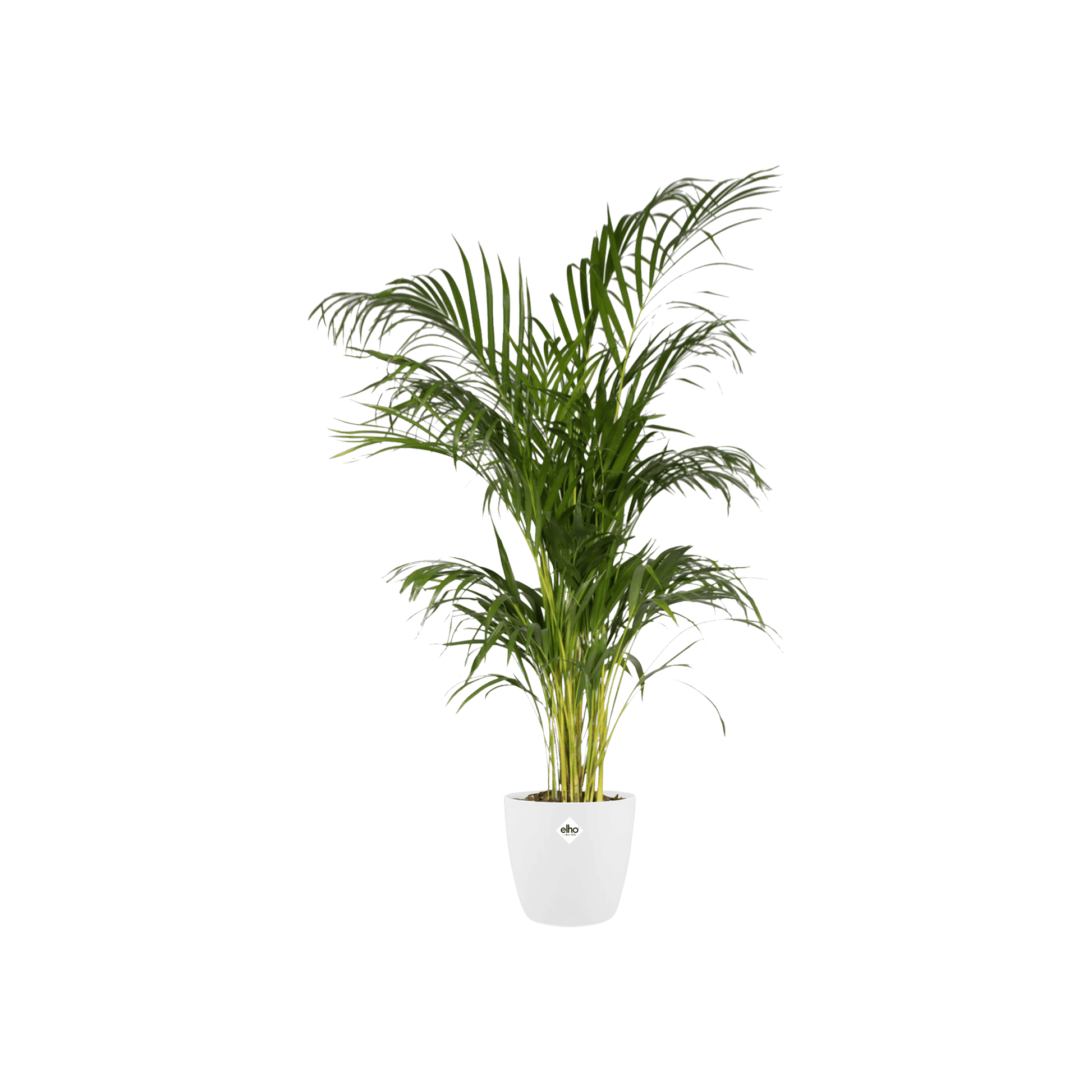 Topf elho Brussels Round Weiß – D30 × H27 - Botanic-Vibes
