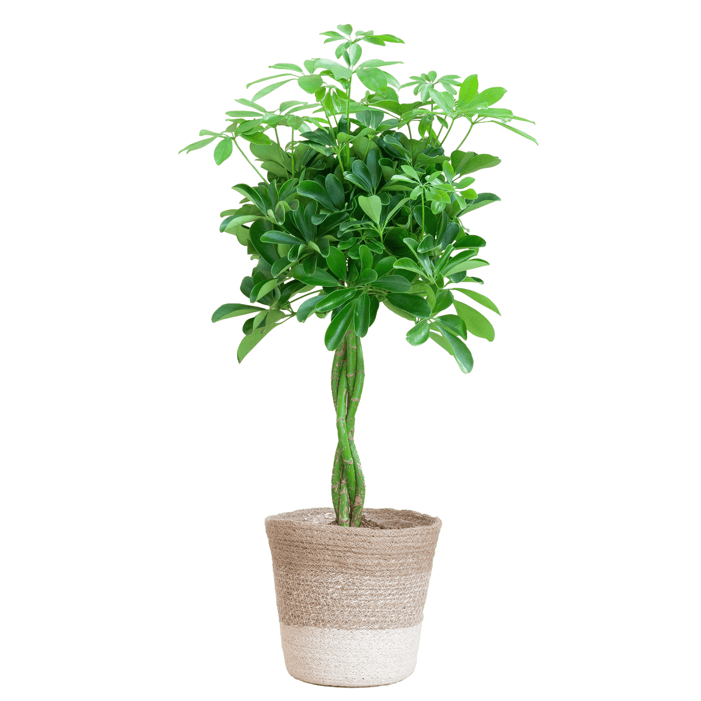 Schefflera Arab Nora mit Pflanzkorb Lissabon weiß  - 70cm - Ø21 - Botanic-Vibes