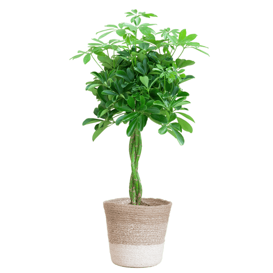 Schefflera Arab Nora mit Pflanzkorb Lissabon weiß  - 70cm - Ø21 - Botanic-Vibes