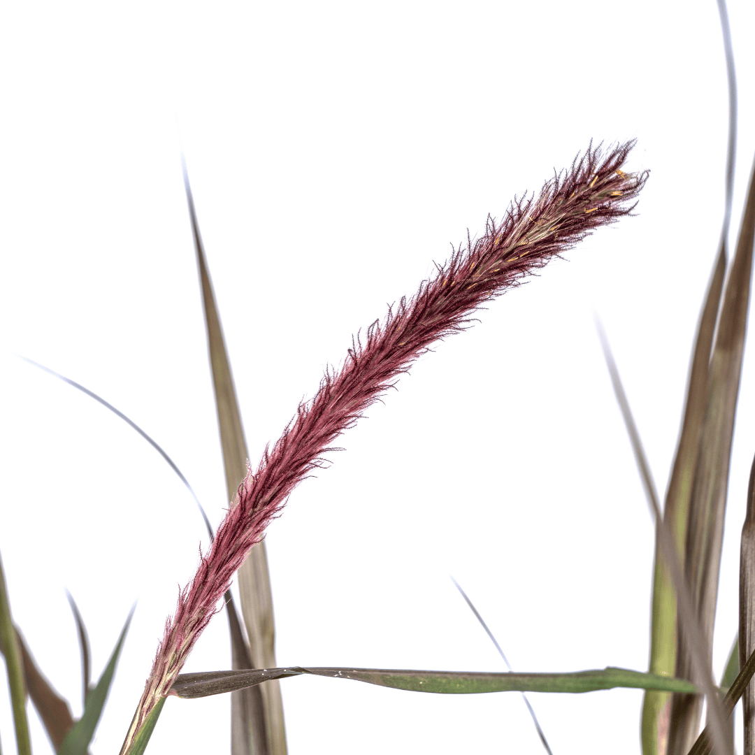 Pennisetum x advena Chelsea Ø27cm - ↕70 - 80cm - Botanic-Vibes