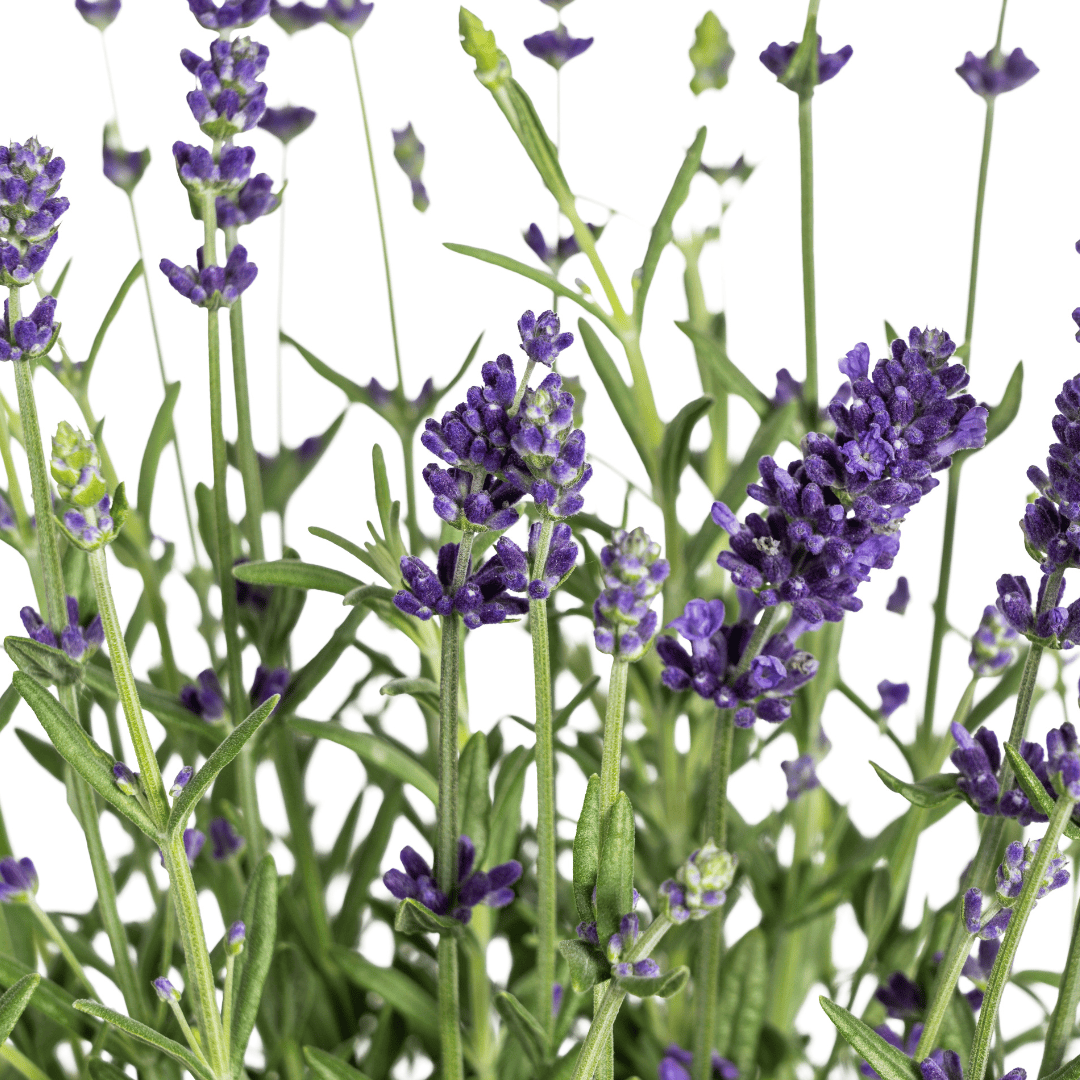 8x Lavandula angustifolia Ø13cm - ↕30 - 40cm - Botanic-Vibes