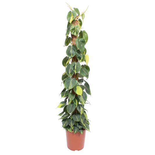 Philodendron scandens ‚Brasil‘ – mit Moosstab – 150 cm – Ø27 - Botanic-Vibes