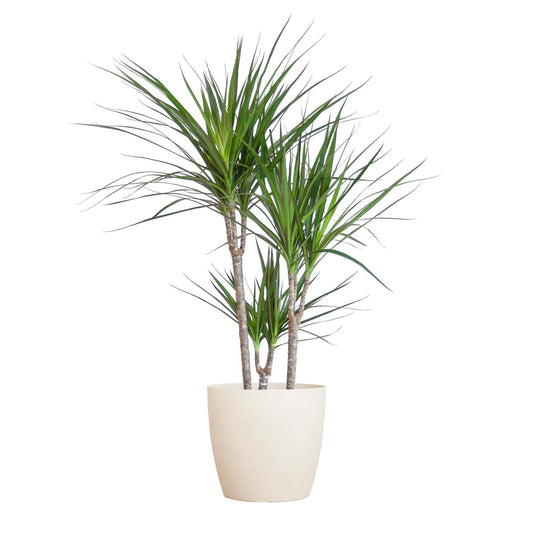 Dracaena Marginta mit Viber Weiß - 95cm - Ø21 - Botanic-Vibes