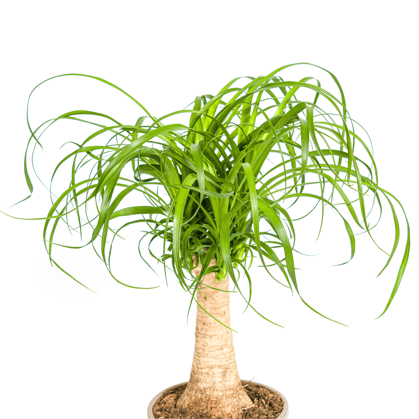 Beaucarnea Recurvata Stamm Ø17cm - ↕40 - 60cm - Botanic-Vibes