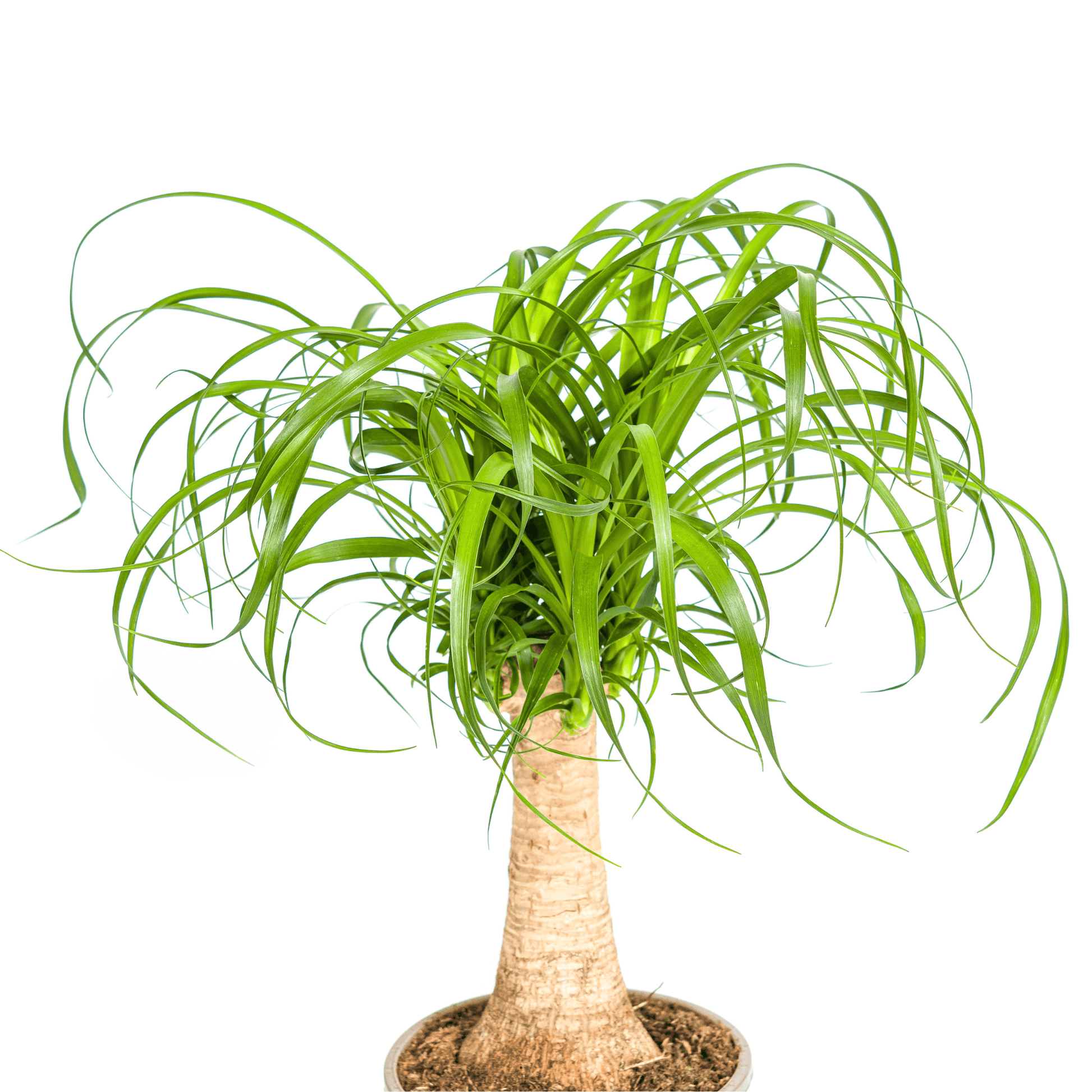 Beaucarnea Recurvata Stamm Ø17cm - ↕40 - 60cm - Botanic-Vibes