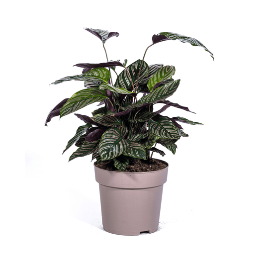 Calathea Ornata Sanderiana Ø27cm - ↕60 - 80cm - Botanic-Vibes