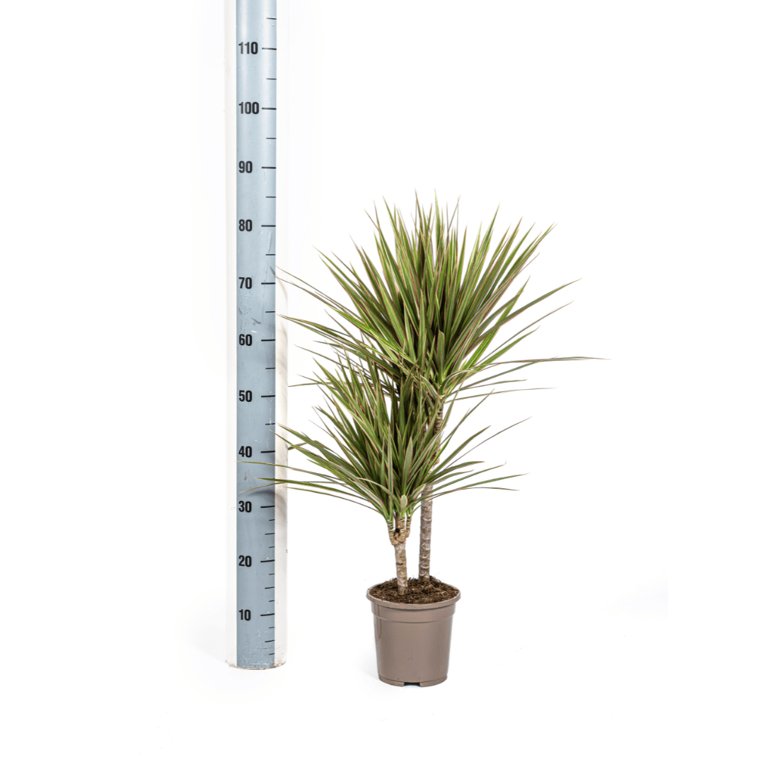 Dracaena Marginata Bicolor Ø17cm - ↕50 - 70cm - Botanic-Vibes