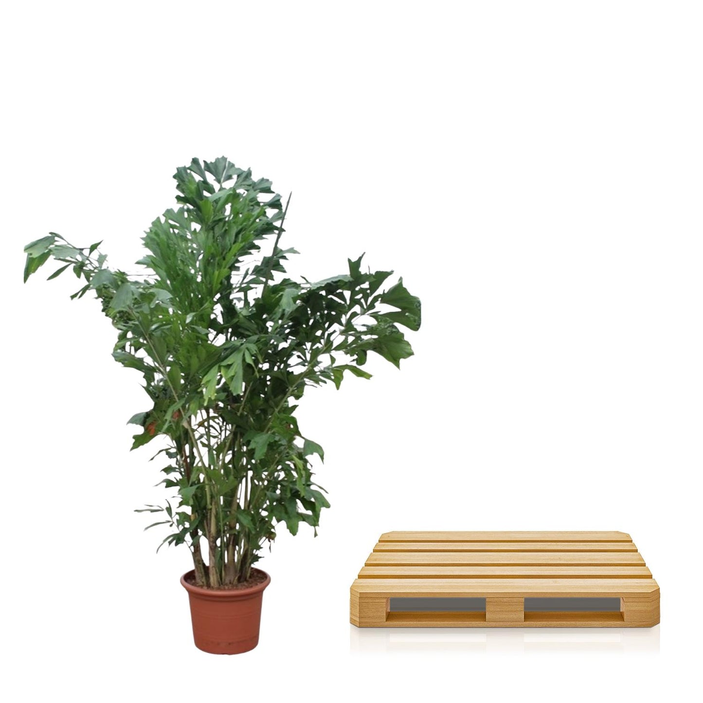 Caryota mitis – 220 cm – ø45