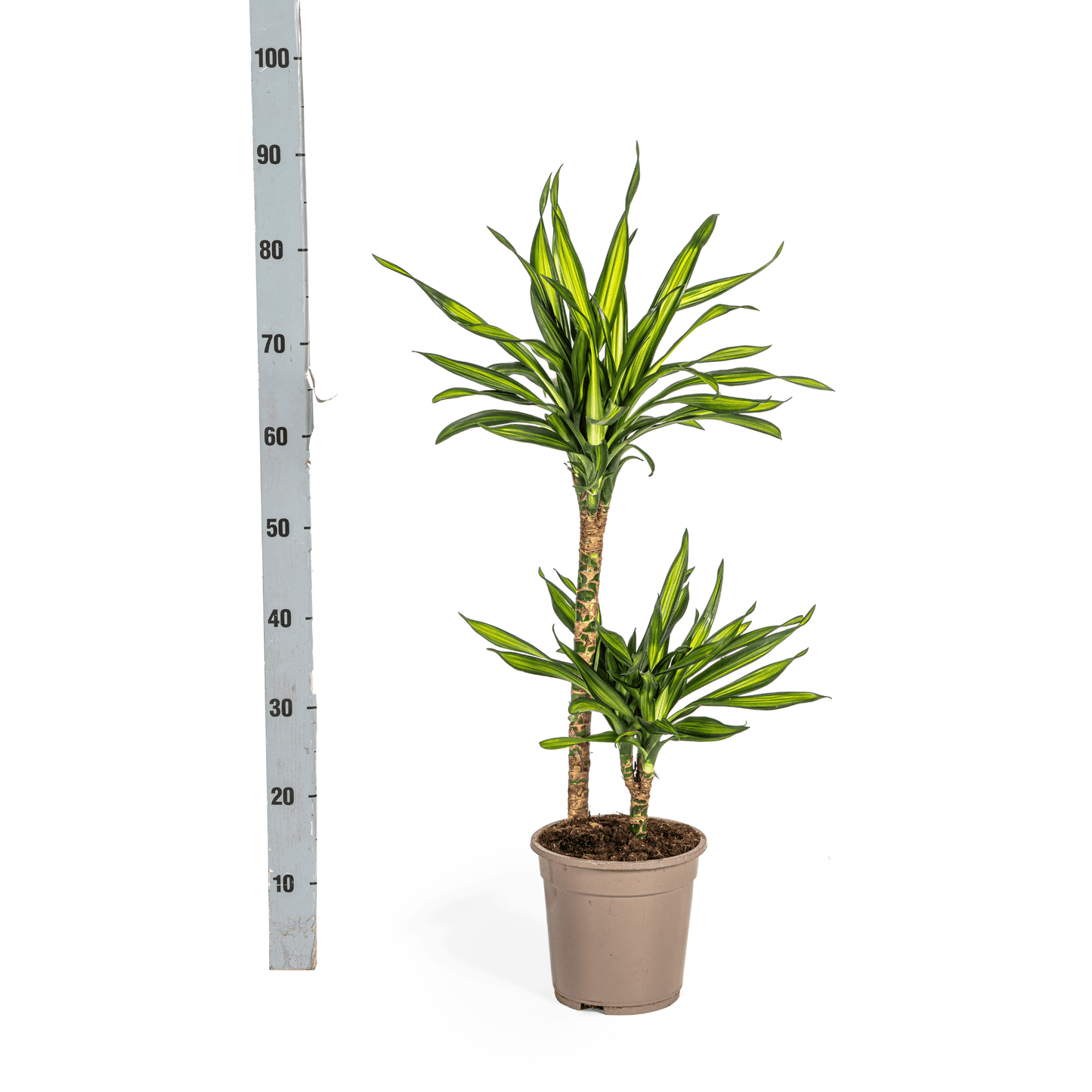 Dracaena Deremensis Rikki Ø19cm - ↕70 - 90cm - Botanic-Vibes