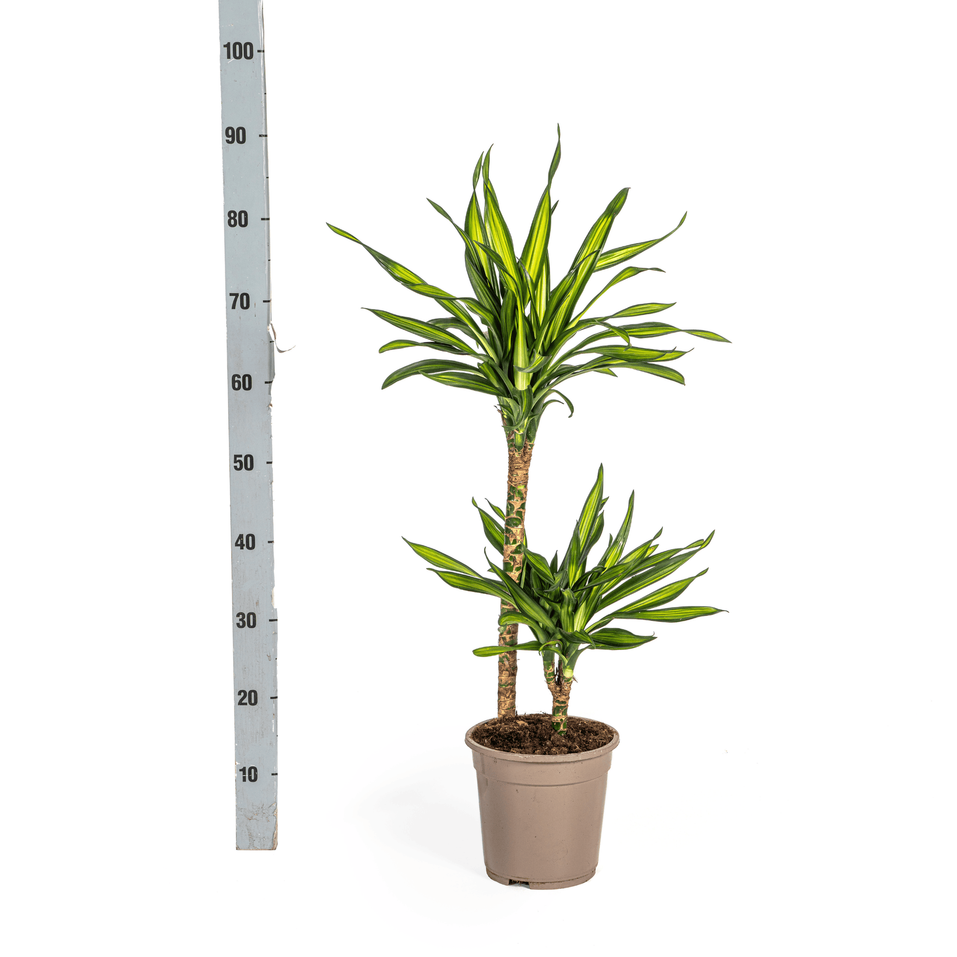 Dracaena Deremensis Rikki Ø19cm - ↕70 - 90cm - Botanic-Vibes