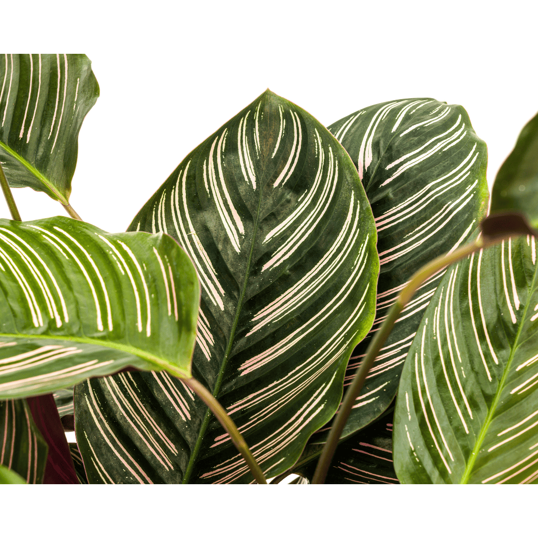 Calathea Ornata Sanderiana Ø27cm - ↕60 - 80cm - Botanic-Vibes