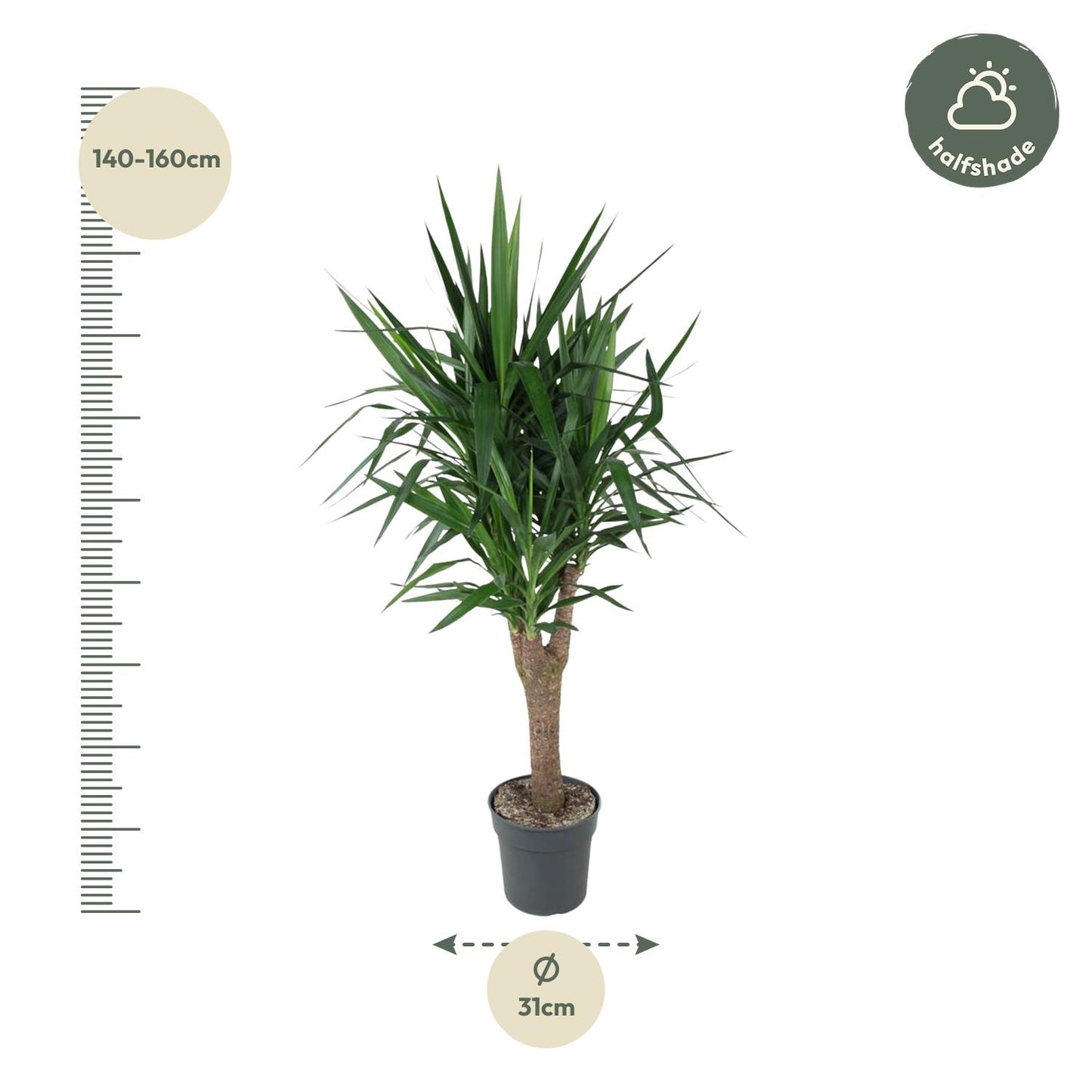 Yucca Elephantipe vertakt – 150 cm – Ø31
