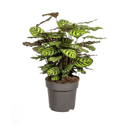 Calathea Makoyana Ø27cm - ↕60 - 80cm - Botanic-Vibes