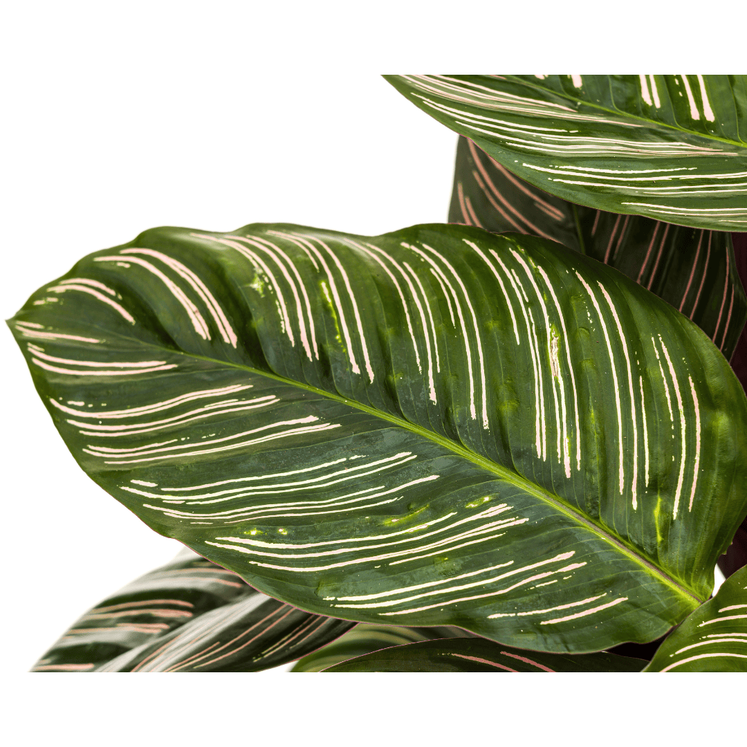 Calathea Ornata Sanderiana Ø27cm - ↕60 - 80cm - Botanic-Vibes
