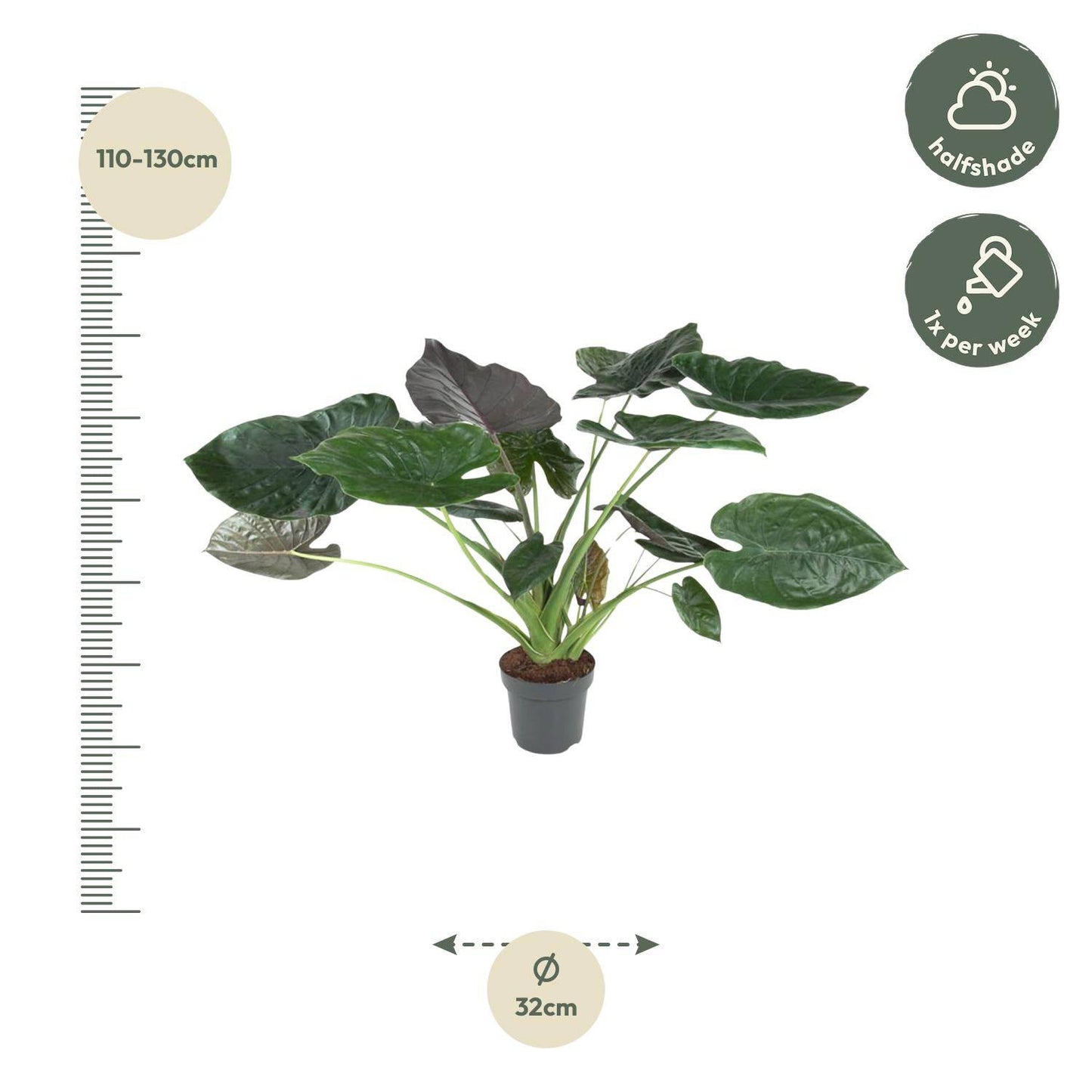 Alocasia Wentii – 120 cm – Ø32 - Botanic-Vibes