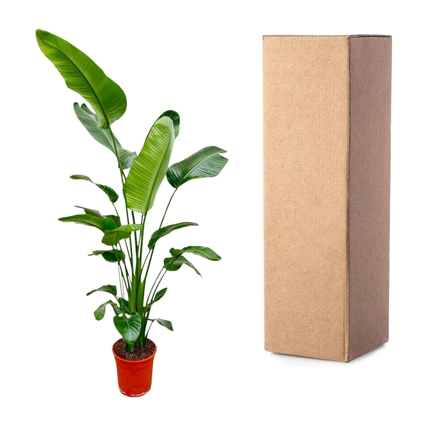 Strelitzia nicolai – 180–200 cm – Ø24–27