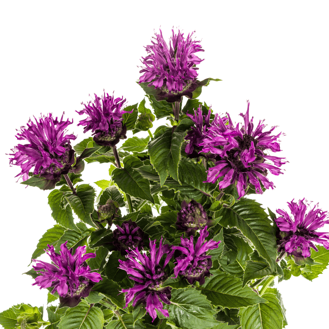Monarda Didyma Purple Ø19cm - ↕45 - 60cm - Botanic-Vibes