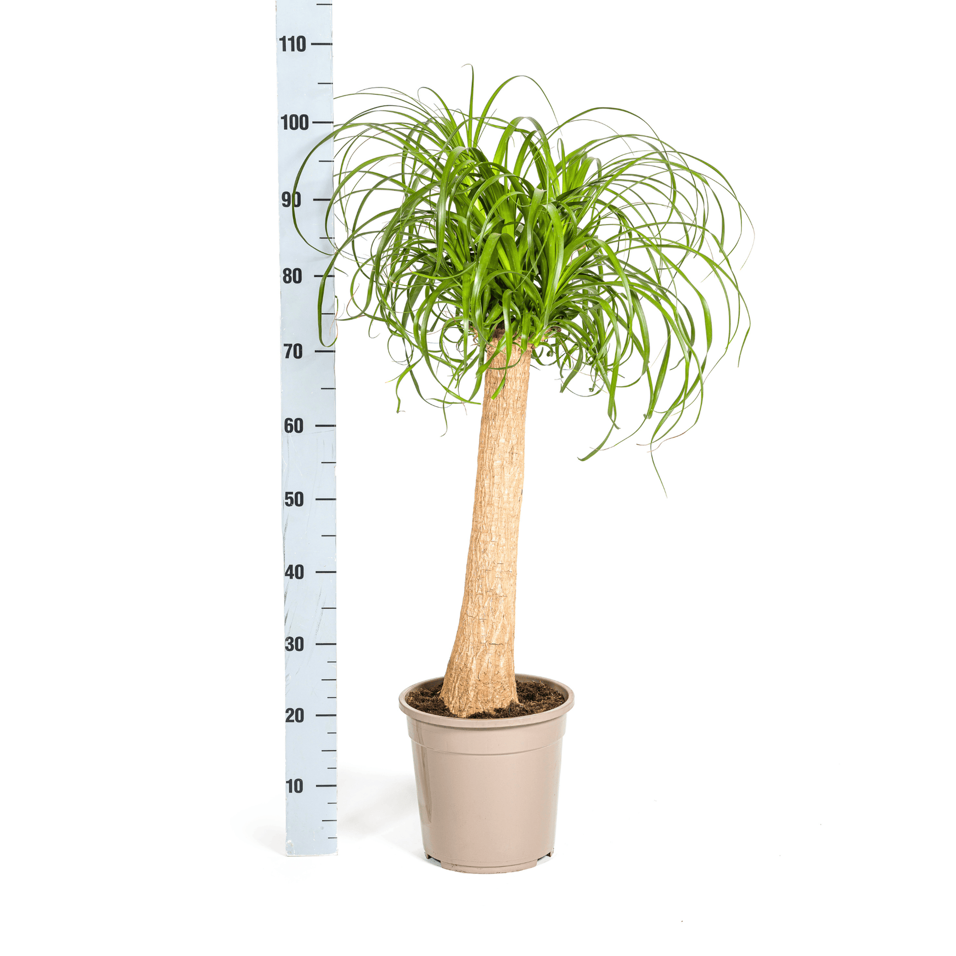 Beaucarnea Recurvata Stam Ø24cm - ↕80 - 100cm - Botanic-Vibes