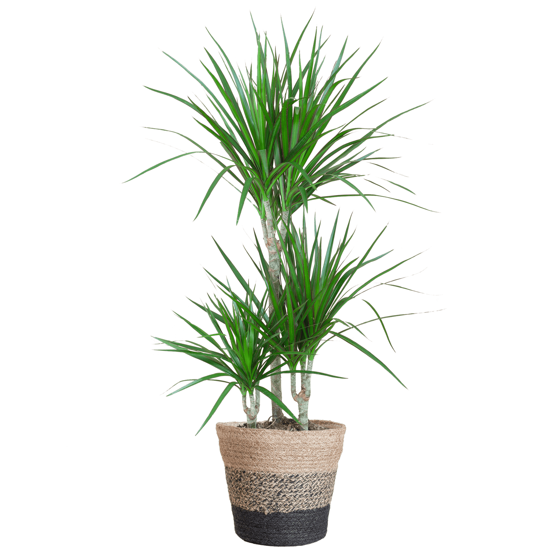 Dracaena Marginata mit Lissabon Schwarz Korb - 95cm - Ø21 - Botanic-Vibes