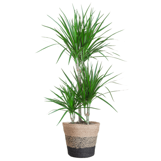 Dracaena Marginata mit Lissabon Schwarz Korb - 95cm - Ø21 - Botanic-Vibes