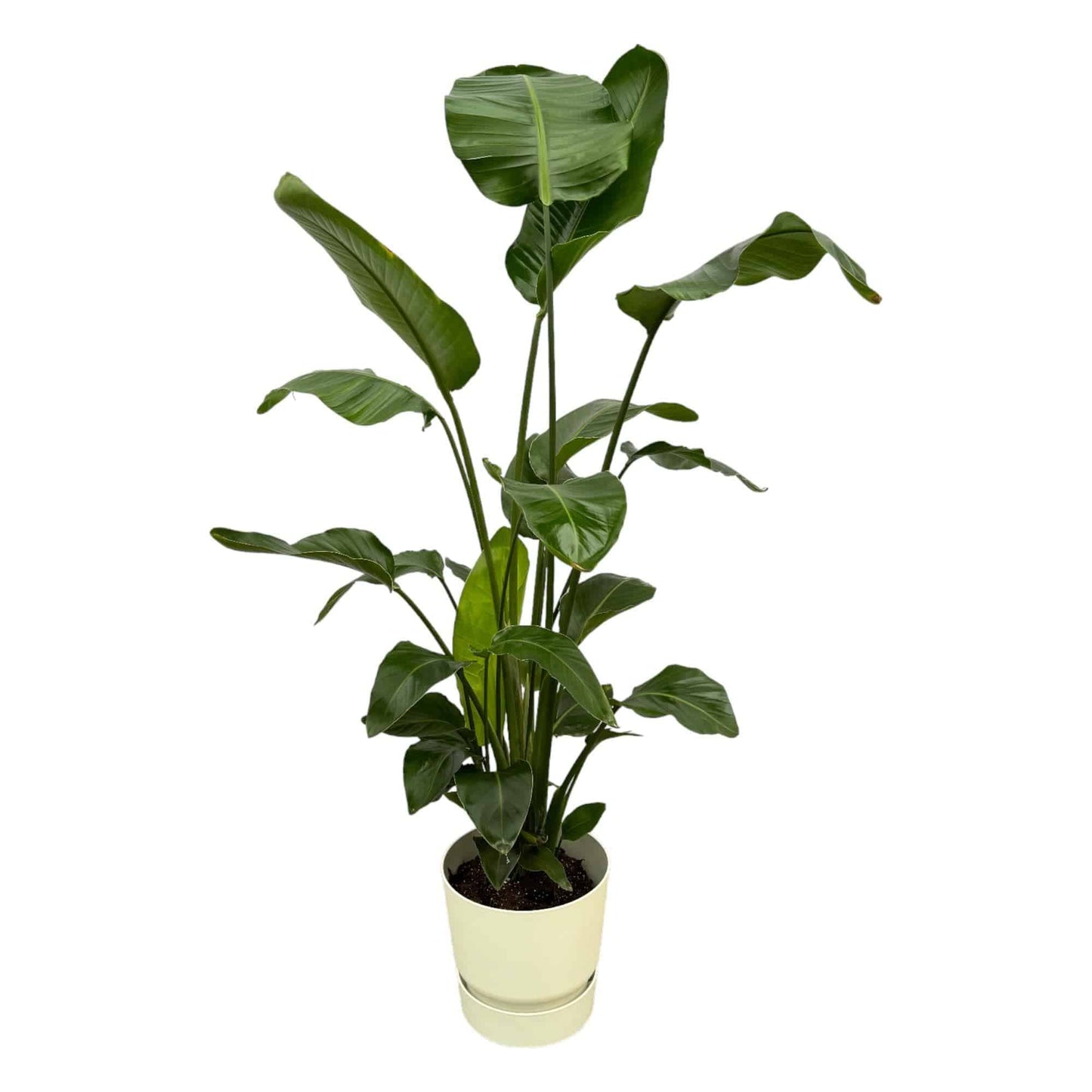 Strelitzia nicolai inklusive elho Greenville Round weiß – 160cm – Ø30 - Botanic-Vibes