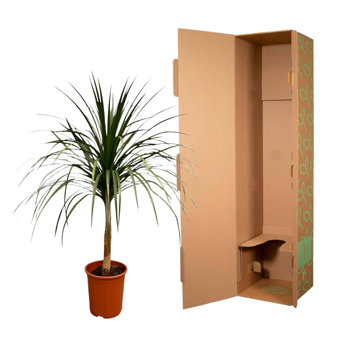 Dracaena draco – 120 cm – ø30 - Botanic-Vibes