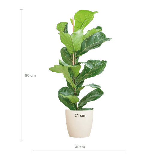 Ficus Lyrata mit Viber-Topf weiß – 80 cm – Ø21 - Botanic-Vibes