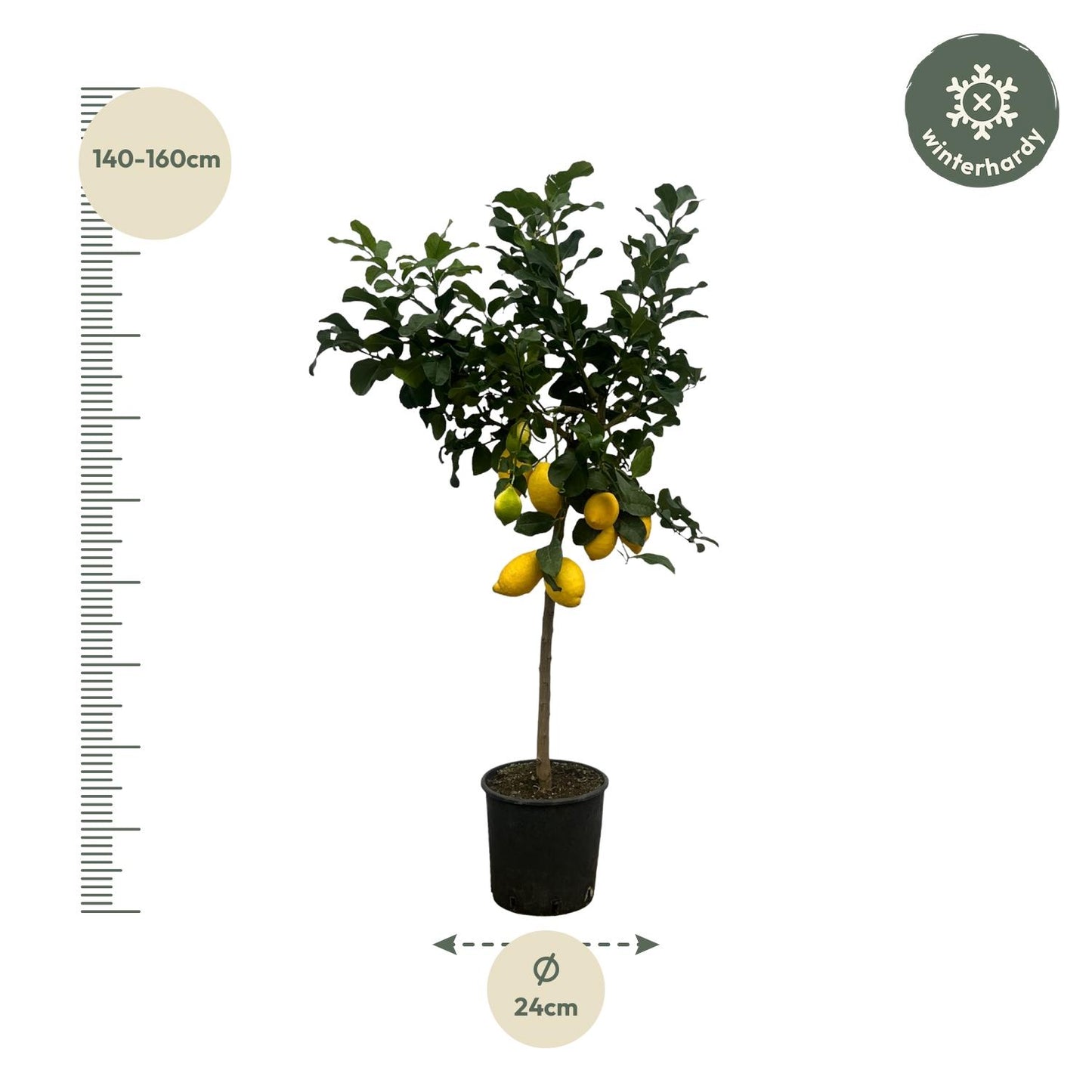 Citrus Lemon (Zitronenbaum) – 150 cm – Ø24