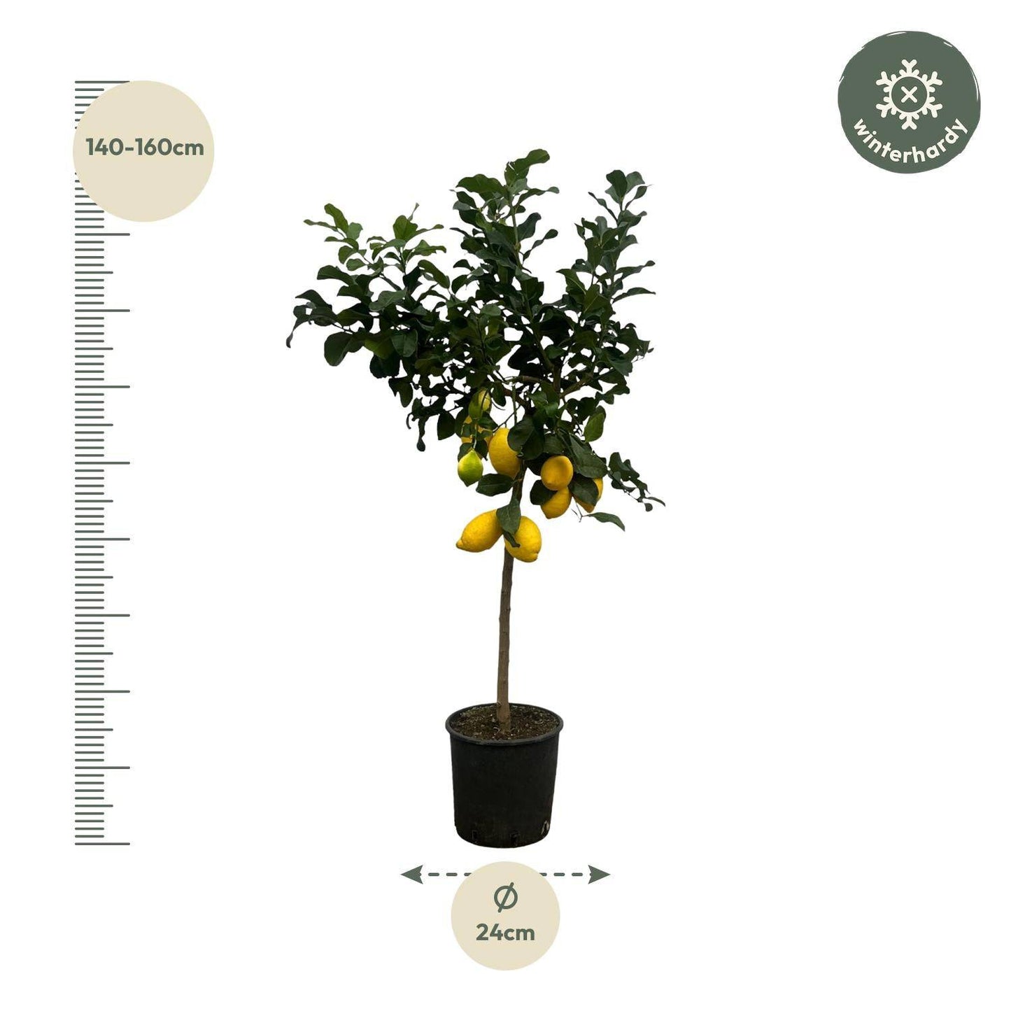 Citrus Lemon (Zitronenbaum) – 150 cm – Ø24 - Botanic-Vibes