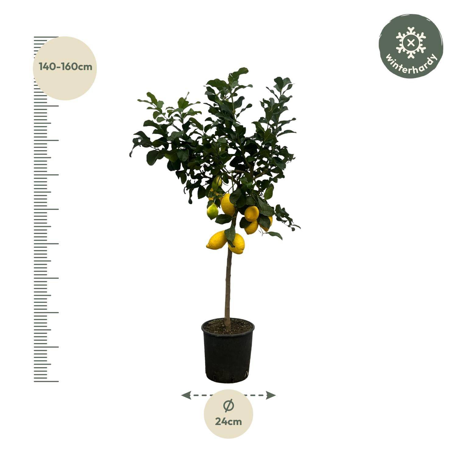 Citrus Lemon (Zitronenbaum) – 150 cm – Ø24 - Botanic-Vibes