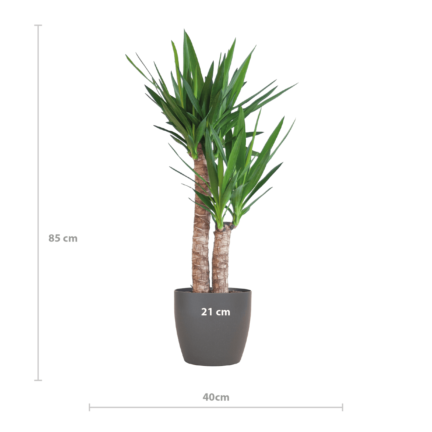 Yucca Elephantipes mit Viber Schwarz - 90cm - Ø21 - Botanic-Vibes