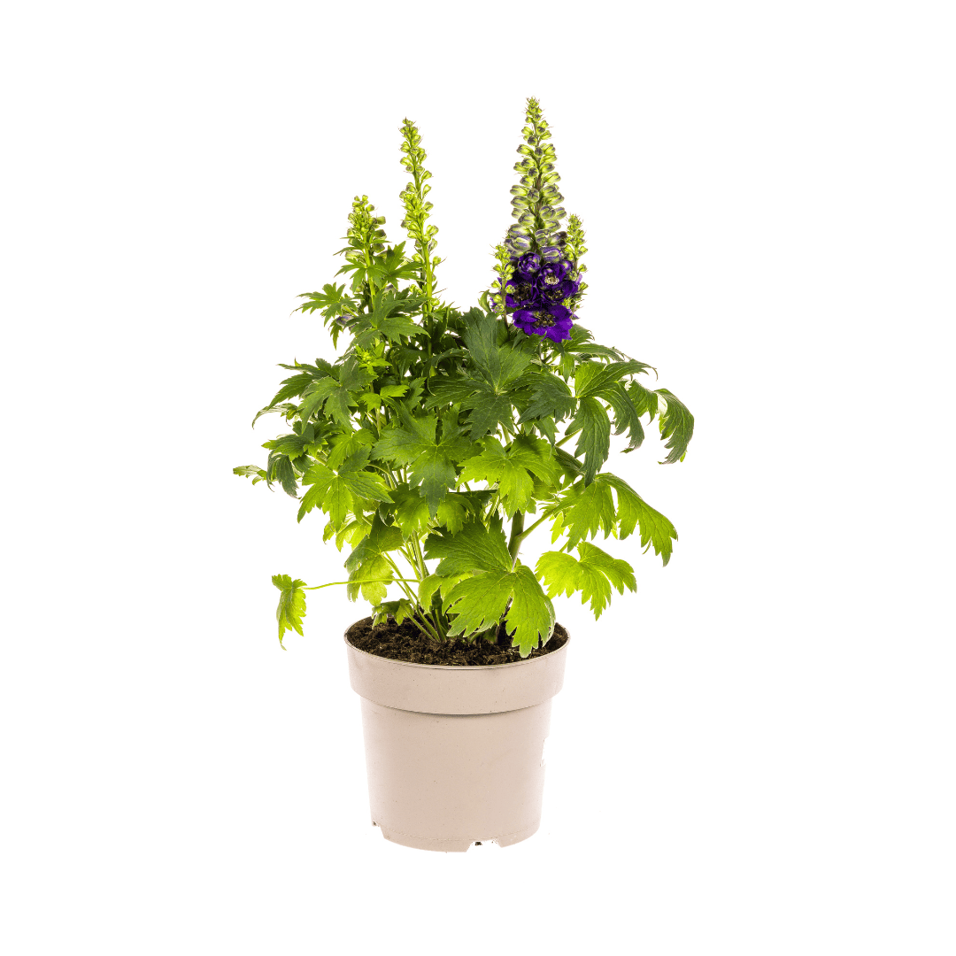 Delphinium Elatum Purple Ø19cm - ↕45 - 60cm - Botanic-Vibes