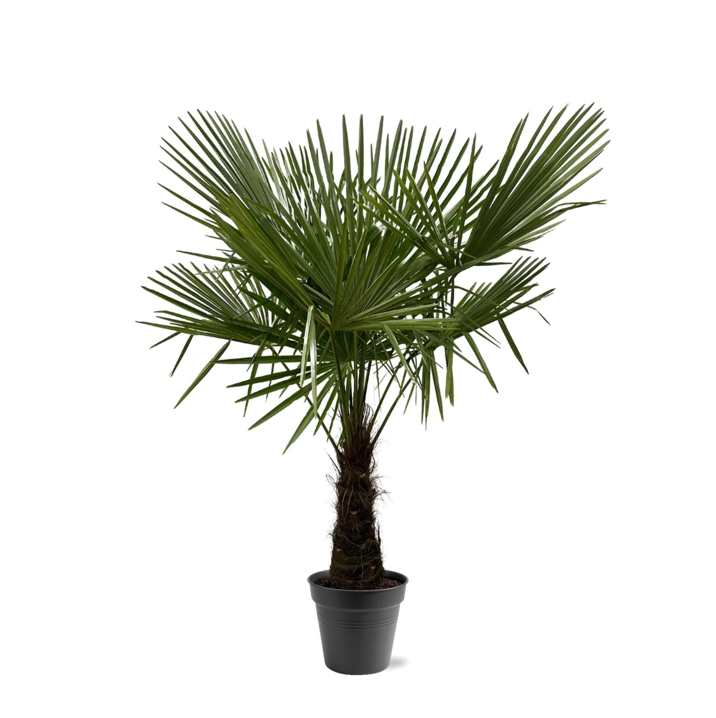 Trachycarpus fortuneii – 160–180cm – Ø30