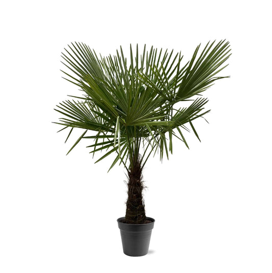 Trachycarpus fortuneii – 160–180cm – Ø30 - Botanic-Vibes