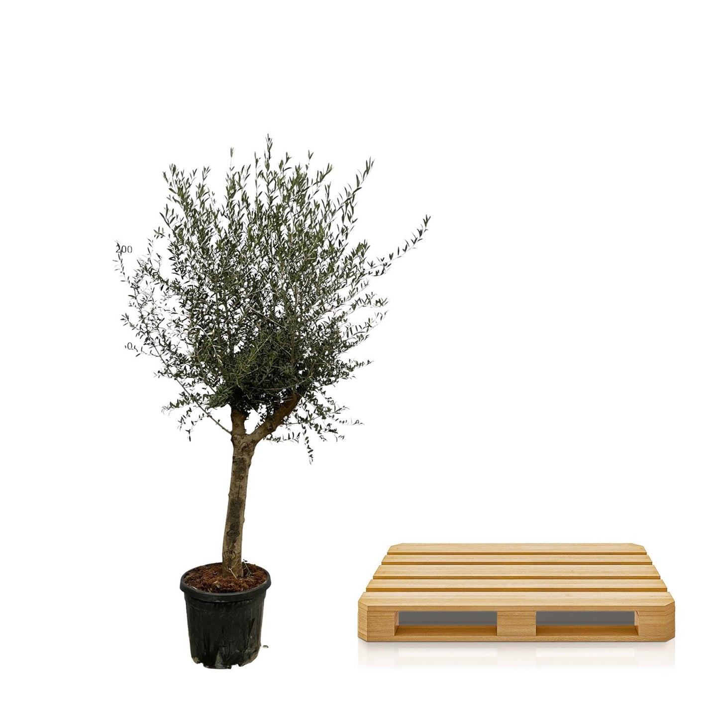 Olea Lorc – 200 cm – Ø45