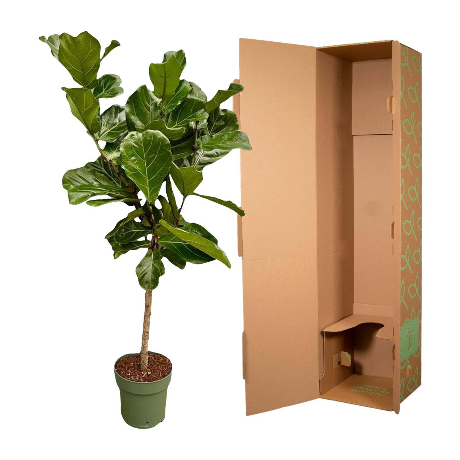 Ficus Lyrata stam - 150 cm - Ø27 - Botanic-Vibes