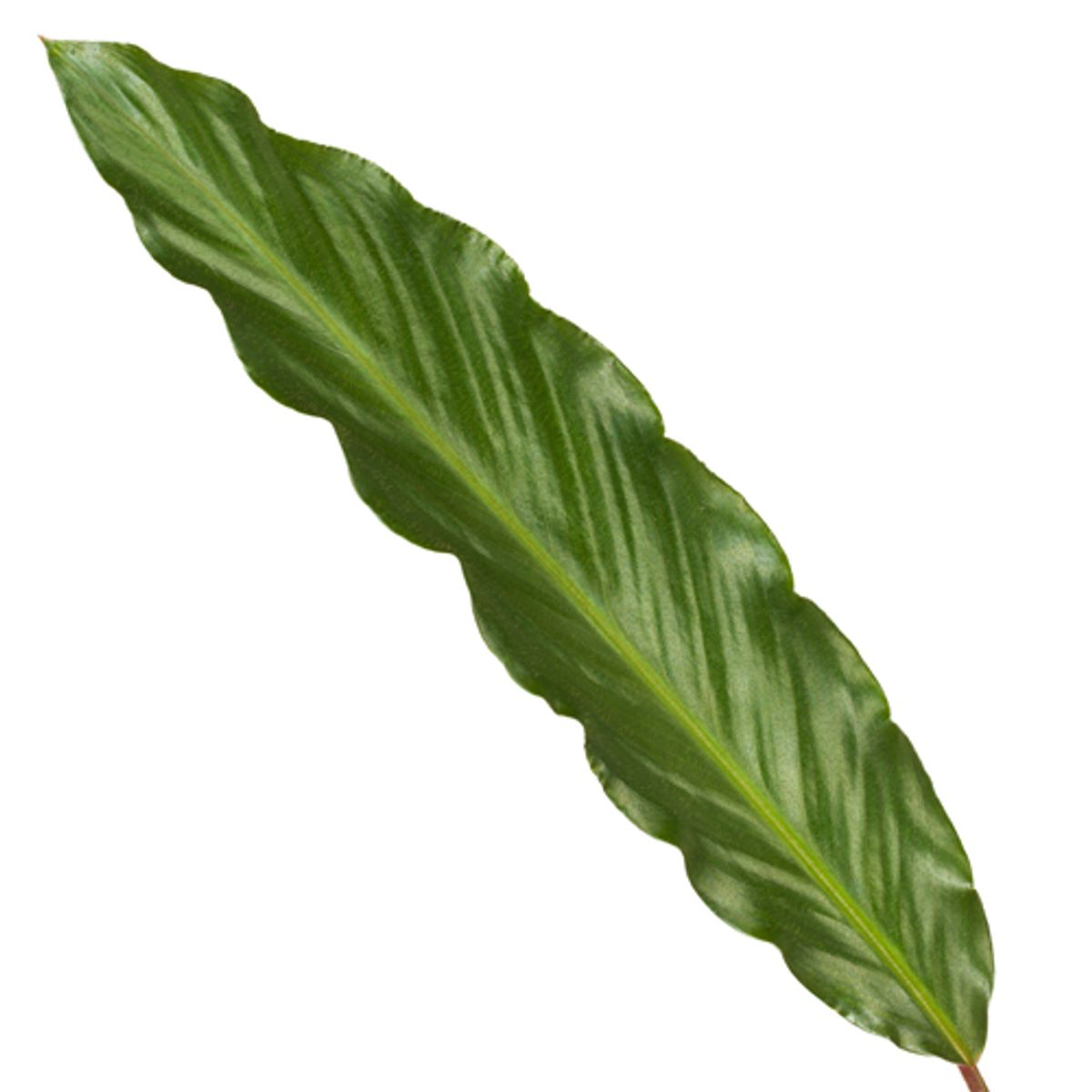 Calathea Wavestar – 80 cm – ø19