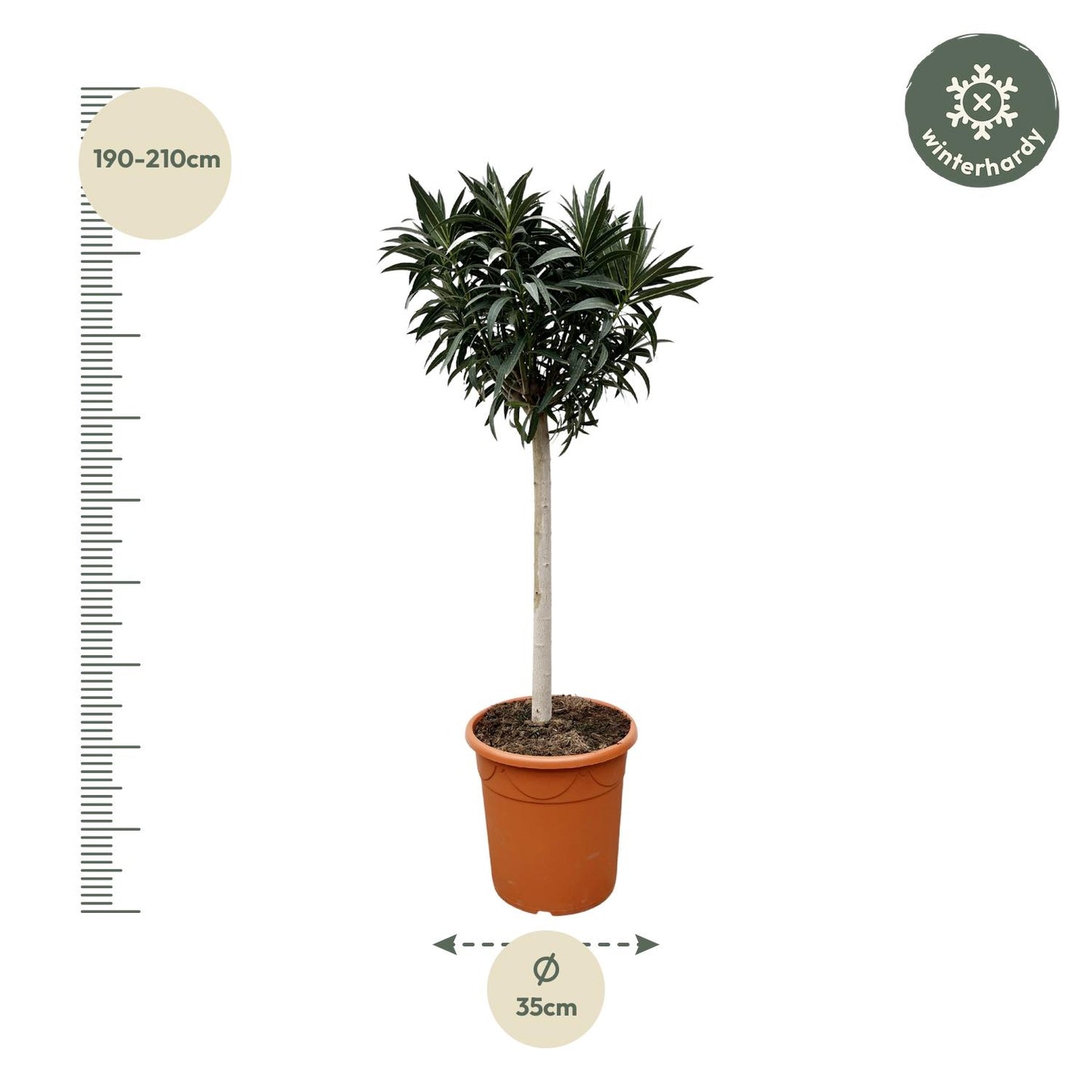 Nerium oleander auf Stamm mit weißer Blüte – 200 cm – Ø35