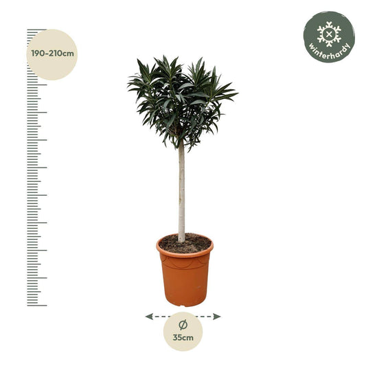 Nerium oleander auf Stamm mit weißer Blüte – 200 cm – Ø35 - Botanic-Vibes