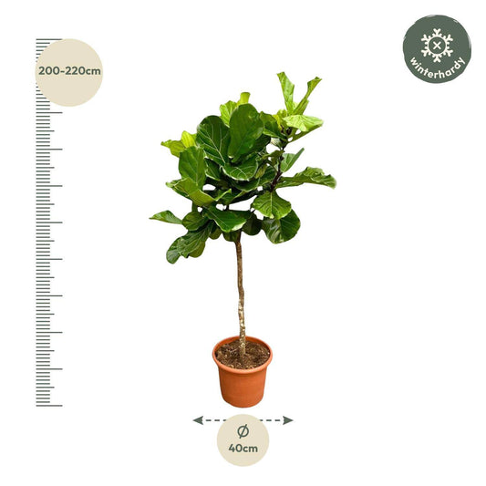 Ficus lyrata Baum XXL – 200 cm – Ø40 - Botanic-Vibes