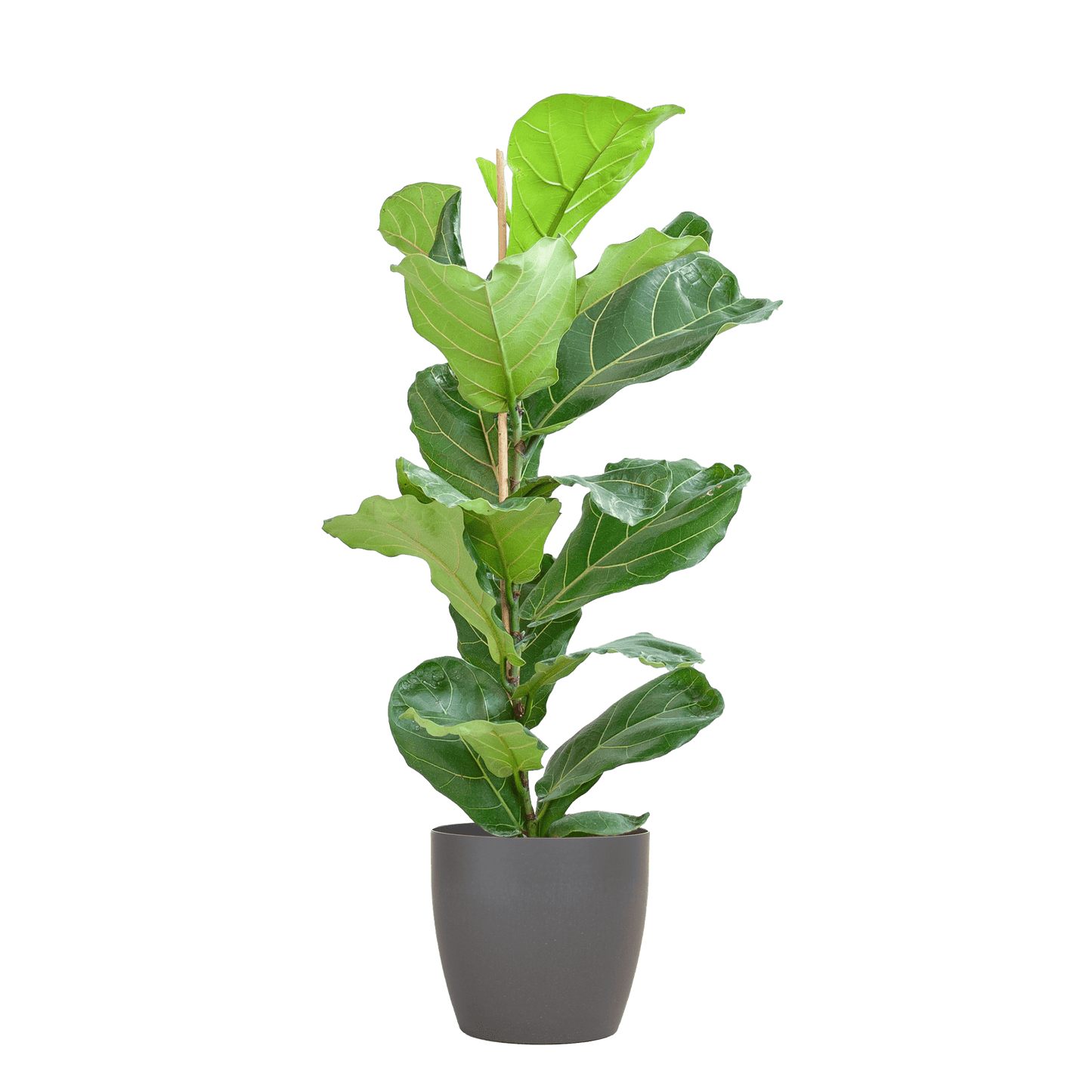 Ficus Lyrata mit Viber-Topf Grau – 80 cm – Ø21 - Botanic-Vibes