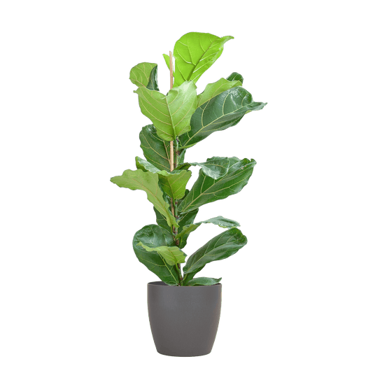 Ficus Lyrata mit Viber-Topf Grau – 80 cm – Ø21 - Botanic-Vibes