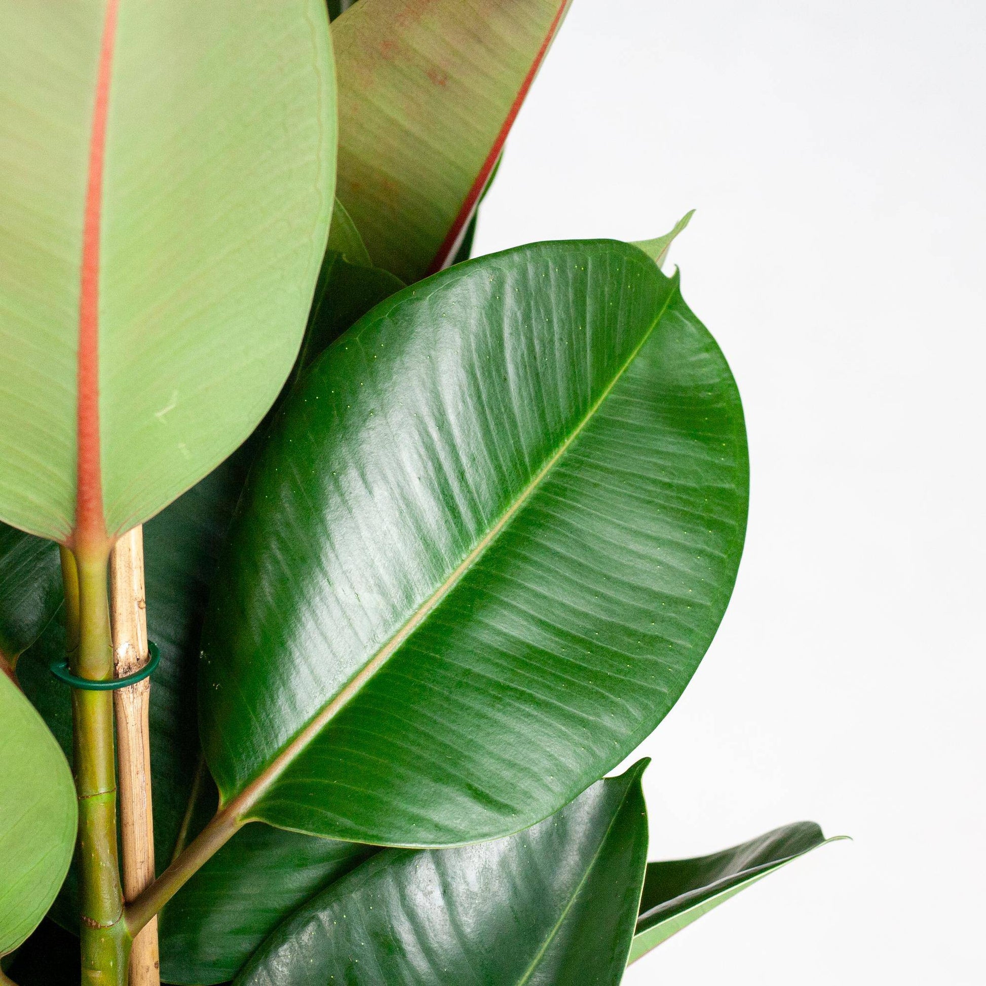Ficus Elastica Robusta XL mit Korb Torun - 90cm - Ø27 - Botanic-Vibes